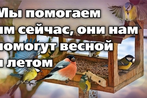 Внимание! Акция #ПОКОРМИТЕПТИЦЗИМОЙ продолжается!