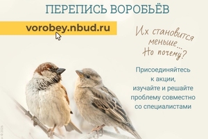 Раз воробей, два воробей, три воробей... (Всероссийская акция переписи воробьев  «Воробьи в кустах»)